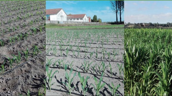 Rotação cultural 1º ano milho Cotarroz 2017